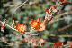 comp-DSC_6270