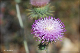 comp-DSC_7263