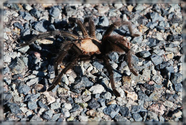 comp-DSC_0640