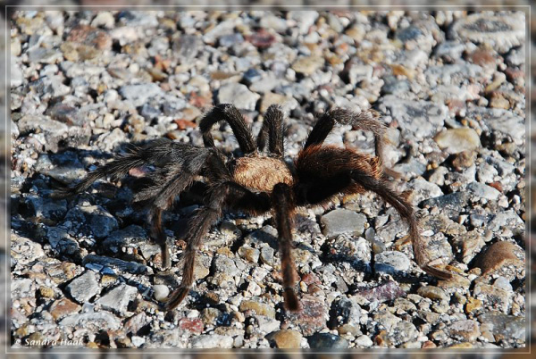 comp-DSC_0787