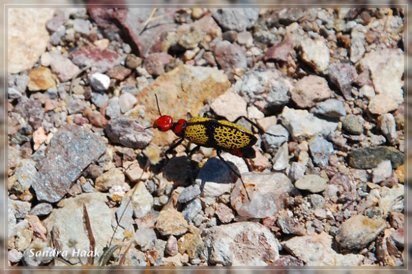 comp-DSC_6027