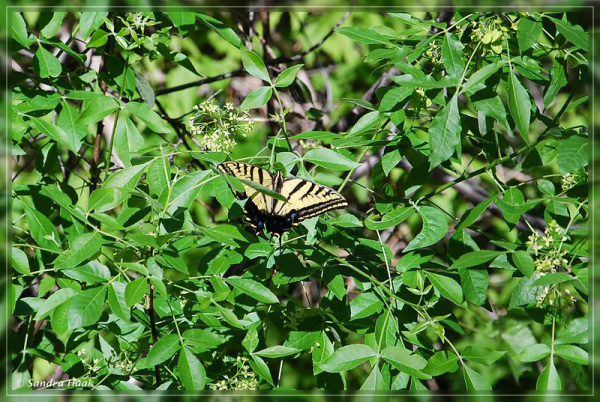 comp-DSC_7704