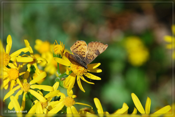 comp-DSC_7806