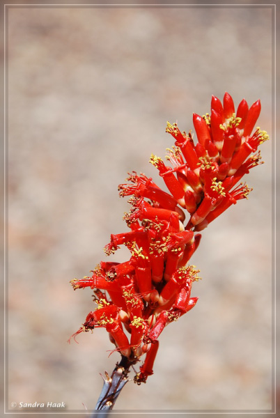 comp-DSC_6005