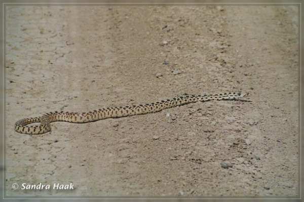comp-snakes 2