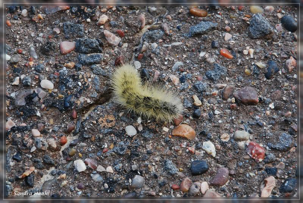 comp-DSC_0515