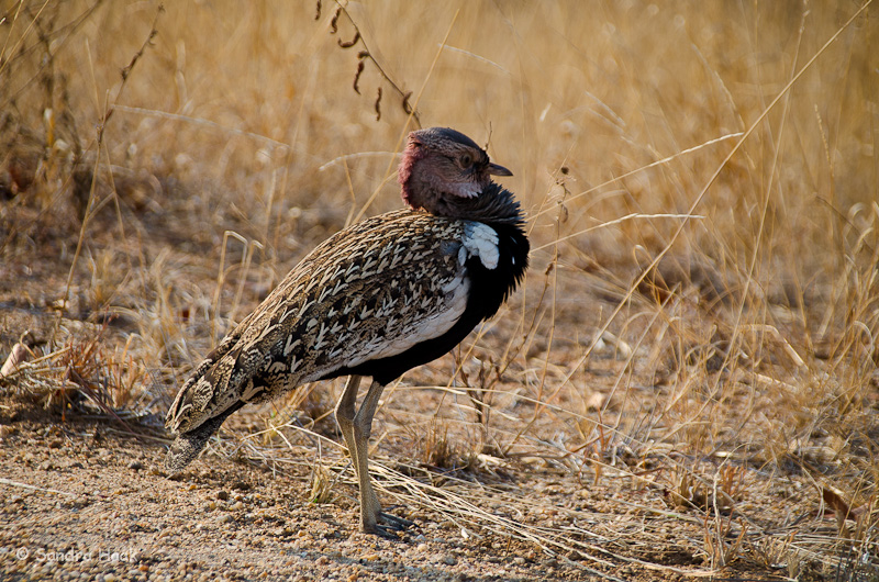 DSC_1817.jpg