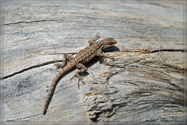 comp-DSC_5237