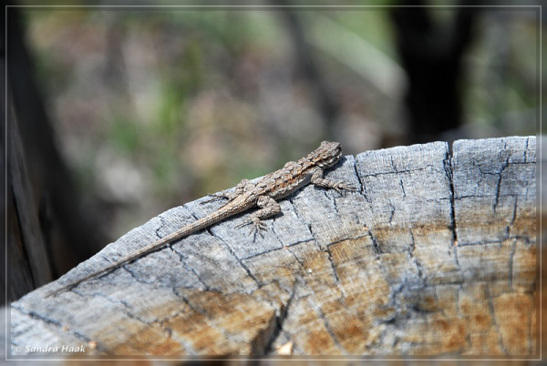 comp-DSC_5239