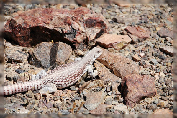 comp-DSC_6040