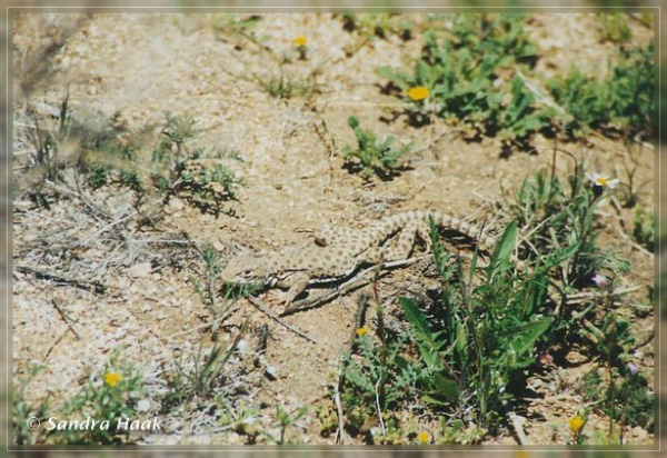 comp-lizard 3