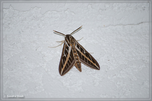 comp-DSC_5946
