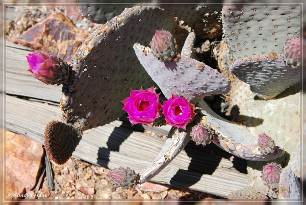 comp-DSC_6909.1 (19)