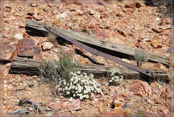 comp-DSC_6909.1 (21)