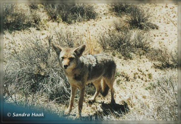 comp-koyote 3